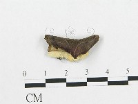登錄號:F0018780藏品圖，第4張