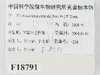 松生擬層孔菌藏品圖，第2張