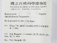松生擬層孔菌藏品圖，第3張