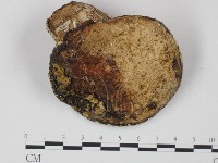 登錄號:F0018794藏品圖，第1張