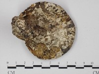 登錄號:F0018794藏品圖，第3張