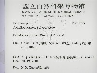 松生擬層孔菌藏品圖，第3張