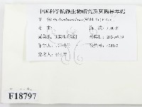 煙管菌藏品圖，第2張