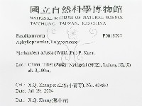煙管菌藏品圖，第3張