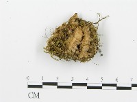 煙管菌藏品圖，第1張