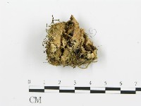 煙管菌藏品圖，第4張