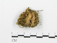 煙管菌藏品圖，第5張