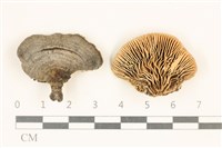 登錄號:F0018798藏品圖，第1張
