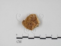 登錄號:F0018799藏品圖，第1張