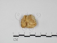登錄號:F0018799藏品圖，第3張