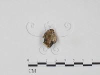 登錄號:F0018801藏品圖，第1張