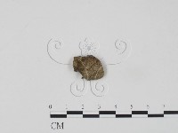 登錄號:F0018801藏品圖，第3張