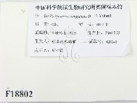 血紅密孔菌藏品圖，第2張