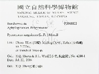 血紅密孔菌藏品圖，第3張