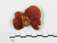 血紅密孔菌藏品圖，第1張