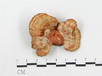 血紅密孔菌藏品圖，第4張