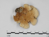 雲芝藏品圖，第3張