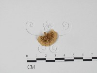 登錄號:F0018805藏品圖，第1張