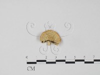 登錄號:F0018805藏品圖，第3張