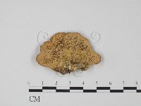 登錄號:F0018806藏品圖，第1張