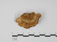 登錄號:F0018806藏品圖，第3張