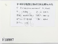 血紅密孔菌藏品圖，第2張
