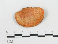血紅密孔菌藏品圖，第4張