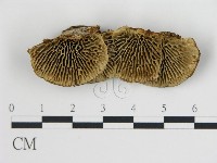 登錄號:F0018808藏品圖，第1張