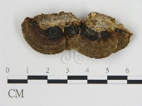 登錄號:F0018808藏品圖，第4張