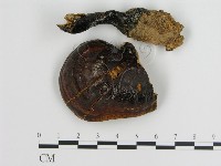 登錄號:F0018810藏品圖，第1張