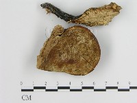 登錄號:F0018810藏品圖，第4張