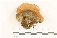登錄號:F0018811藏品圖，第1張