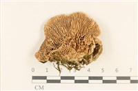 登錄號:F0018811藏品圖，第3張