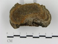 登錄號:F0018812藏品圖，第5張
