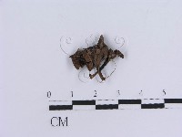 登錄號:F0018814藏品圖，第1張