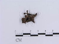 登錄號:F0018814藏品圖，第4張