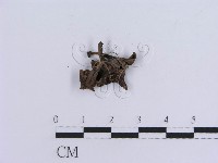 登錄號:F0018814藏品圖，第5張