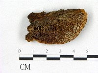 登錄號:F0018817藏品圖，第1張