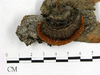 登錄號:F0018818藏品圖，第1張