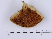 登錄號:F0018819藏品圖，第1張