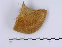 登錄號:F0018819藏品圖，第5張