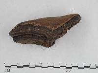 登錄號:F0018824藏品圖，第5張
