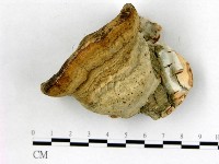 登錄號:F0018828藏品圖，第1張