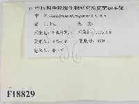 登錄號:F0018829藏品圖，第2張