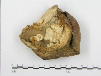 登錄號:F0018830藏品圖，第4張