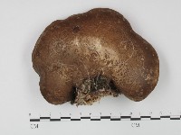 登錄號:F0018832藏品圖，第1張