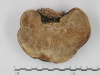 登錄號:F0018832藏品圖，第3張