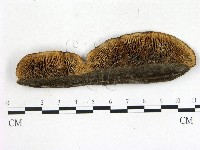 登錄號:F0018843藏品圖，第1張