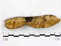 登錄號:F0018843藏品圖，第3張