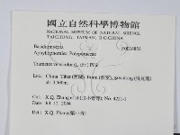雲芝藏品圖，第2張